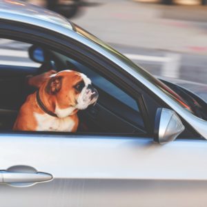 Five Tips on Removing Odors from Vehicles Five Tips on Removing Odors from Vehicles