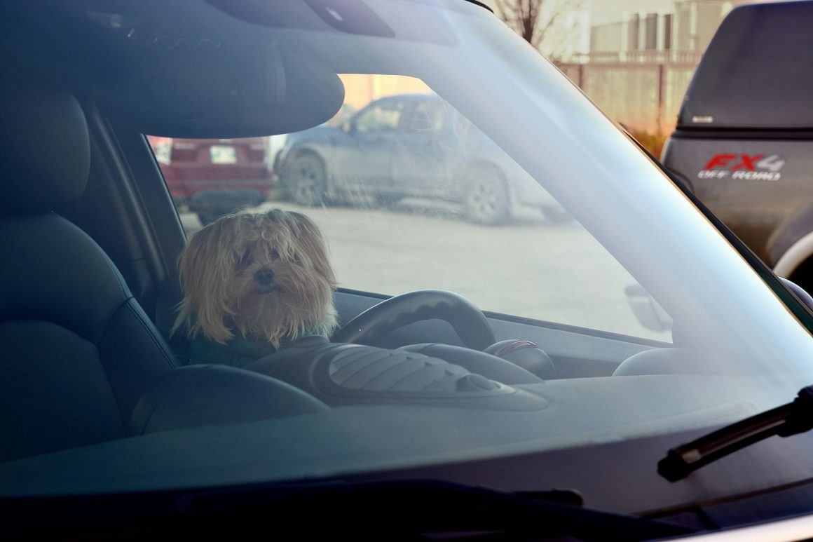 Car Pet Odor Eliminator: Eliminate Unpleasant Smell at Once