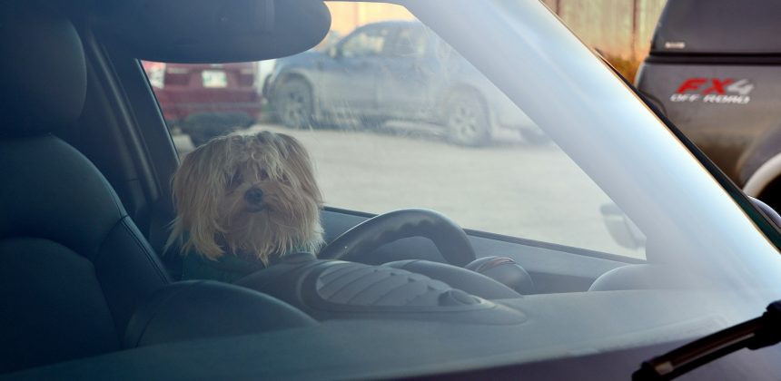 Car Pet Odor Eliminator: Eliminate Unpleasant Smell at Once Car Pet Odor Eliminator: Eliminate Unpleasant Smell at Once